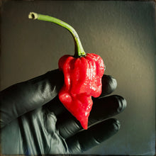 Load image into Gallery viewer, Trinidad Scorpion (Batch #2)
